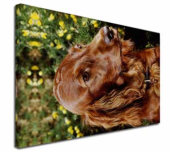 Irish Red Setter Dog Canvas X-Large 30"x20" Wall Art Print