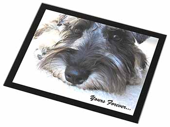 Schnauzer Dog 