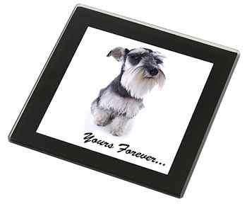 Schnauzer Dog 