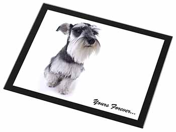 Schnauzer Dog 