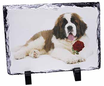 St. Bernard Dod with Red Rose, Stunning Photo Slate