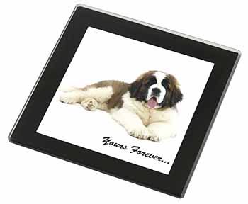 St Bernard Dog 