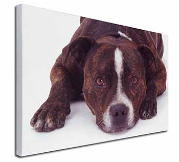 Staffordshire Bull Terrier Dog Canvas X-Large 30"x20" Wall Art Print