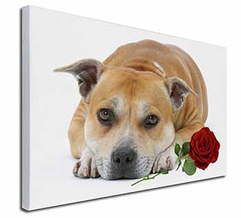 Red Staffie with Rose Canvas X-Large 30"x20" Wall Art Print