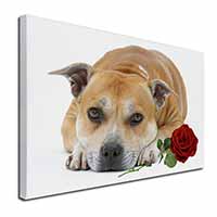 Red Staffie with Rose Canvas X-Large 30"x20" Wall Art Print