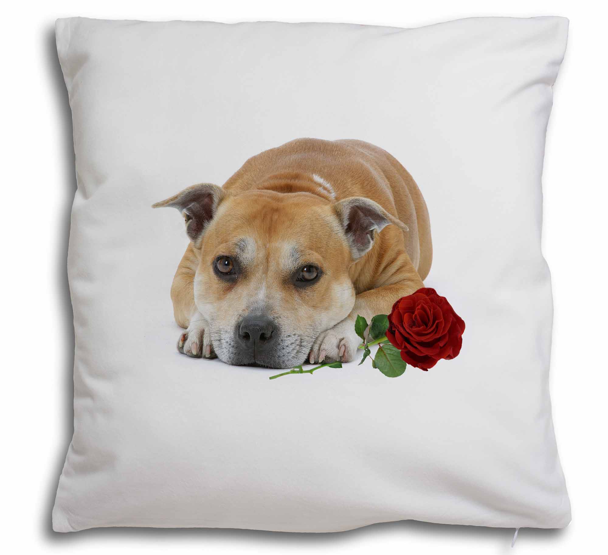 staffy cushion