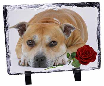 Red Staffie with Rose, Stunning Photo Slate