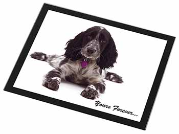 Blue Roan Cocker Spaniel 