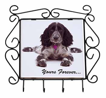 Blue Roan Cocker Spaniel 