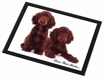 Chocolate Cocker Spaniels 