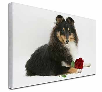 Tri-Col Sheltie with Red Rose Canvas X-Large 30"x20" Wall Art Print