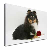 Tri-Col Sheltie with Red Rose Canvas X-Large 30"x20" Wall Art Print