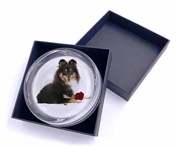 Tri-Col Sheltie with Red Rose Glass Paperweight in Gift Box