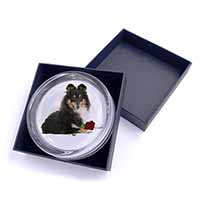 Tri-Col Sheltie with Red Rose Glass Paperweight in Gift Box