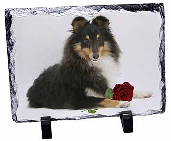 Tri-Col Sheltie with Red Rose, Stunning Photo Slate