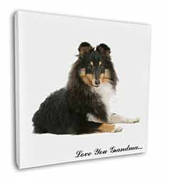 Sheltie Dog 