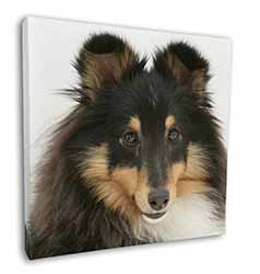 Tri-Colour Shetland Sheepdog Square Canvas 12"x12" Wall Art Picture Print