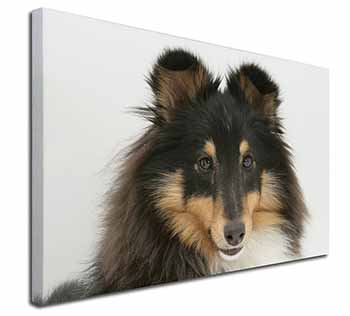 Tri-Colour Shetland Sheepdog Canvas X-Large 30"x20" Wall Art Print