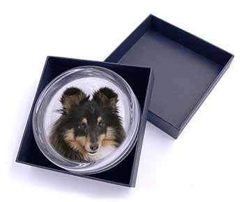 Tri-Colour Shetland Sheepdog Glass Paperweight in Gift Box