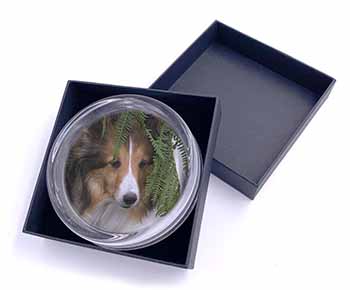 Shetland Sheepdog Glass Paperweight in Gift Box