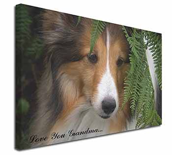 Shetland Sheepdog 