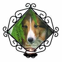 Shetland Sheepdog 