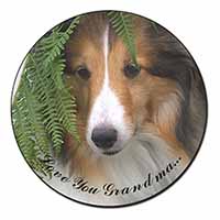 Shetland Sheepdog 