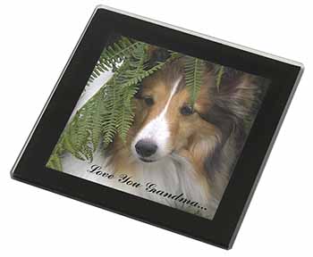 Shetland Sheepdog 