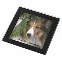 Shetland Sheepdog 