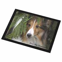 Shetland Sheepdog 