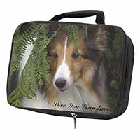 Shetland Sheepdog 