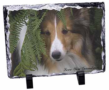 Shetland Sheepdog 