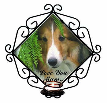 Shetland Sheepdog 