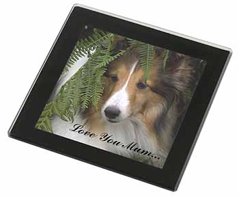 Shetland Sheepdog 