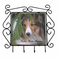 Shetland Sheepdog 