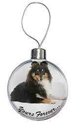 Shetland Sheepdog 