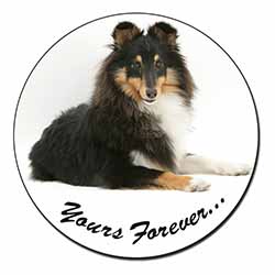 Shetland Sheepdog 