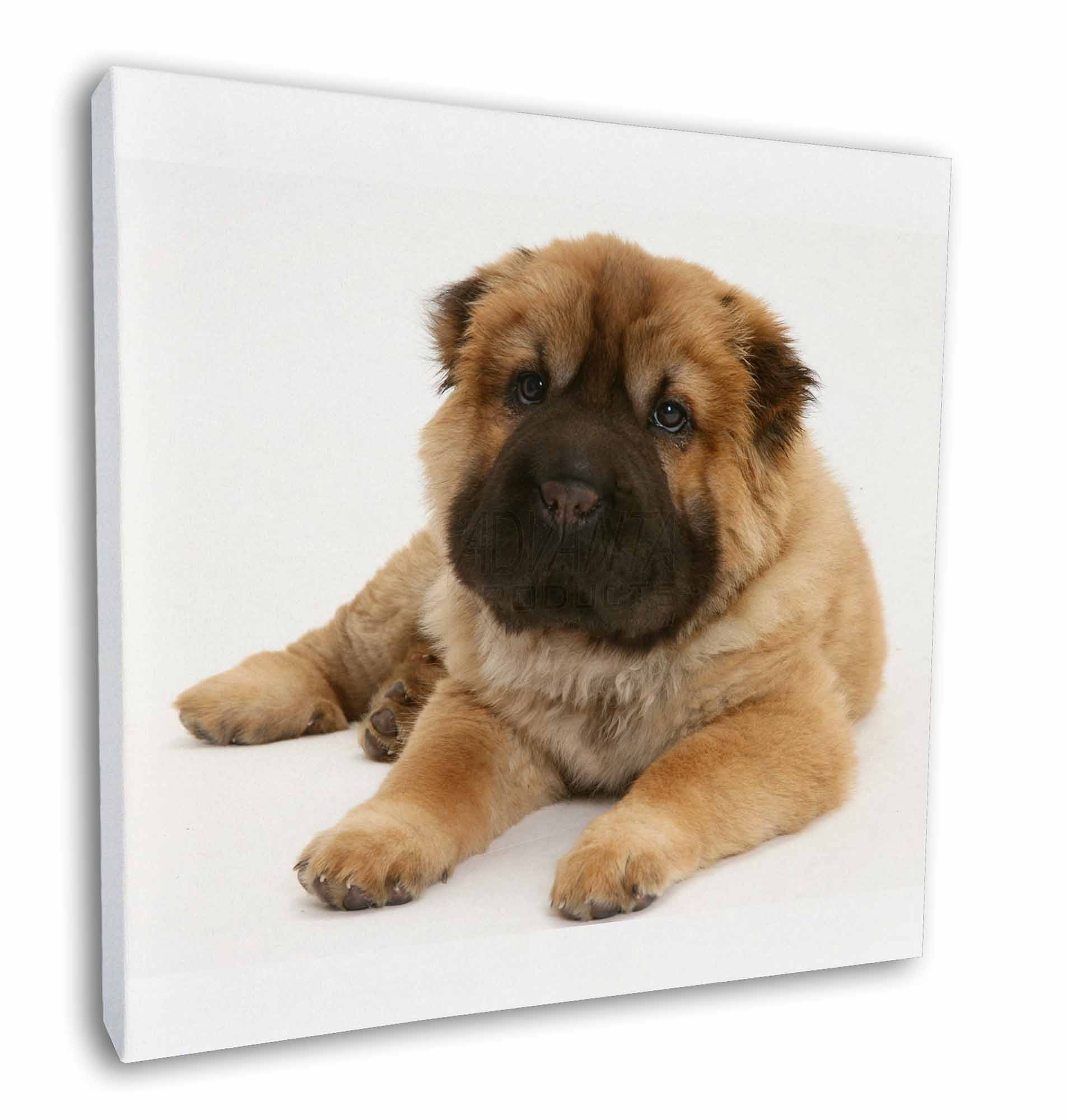 Bear Coated Shar Pei Puppy Dog 12 X12 Canvas Wall Art Picture Print Ad Sh2 C12 Ebay