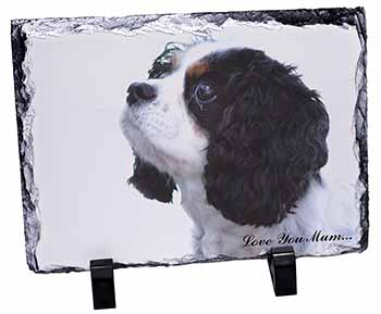 Tri King Charles Spaniel 