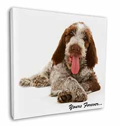 Italian Spinone Dog 