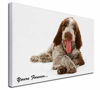 Italian Spinone Dog 