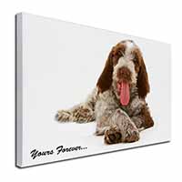 Italian Spinone Dog 