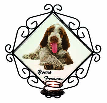 Italian Spinone Dog 