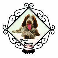 Italian Spinone Dog 