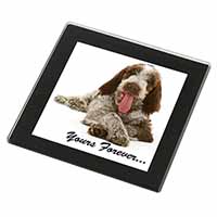 Italian Spinone Dog 