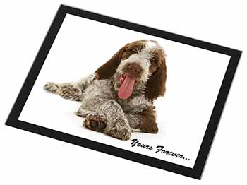 Italian Spinone Dog 