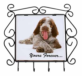 Italian Spinone Dog 