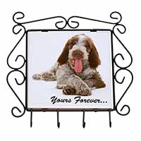 Italian Spinone Dog 