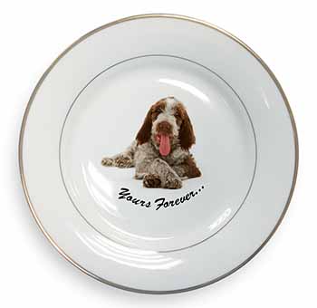 Italian Spinone Dog 