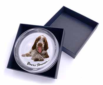 Italian Spinone Dog 